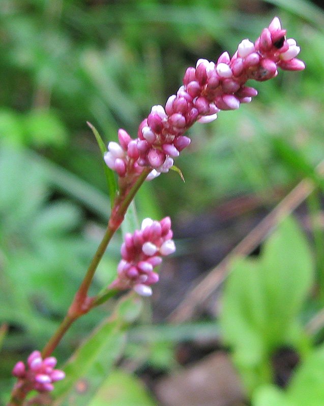 Image of Persicaria maculosa specimen.