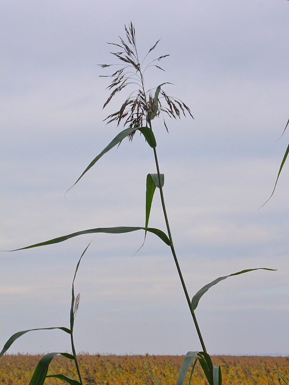 Изображение особи Phragmites australis.