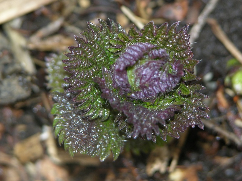 Изображение особи Urtica platyphylla.