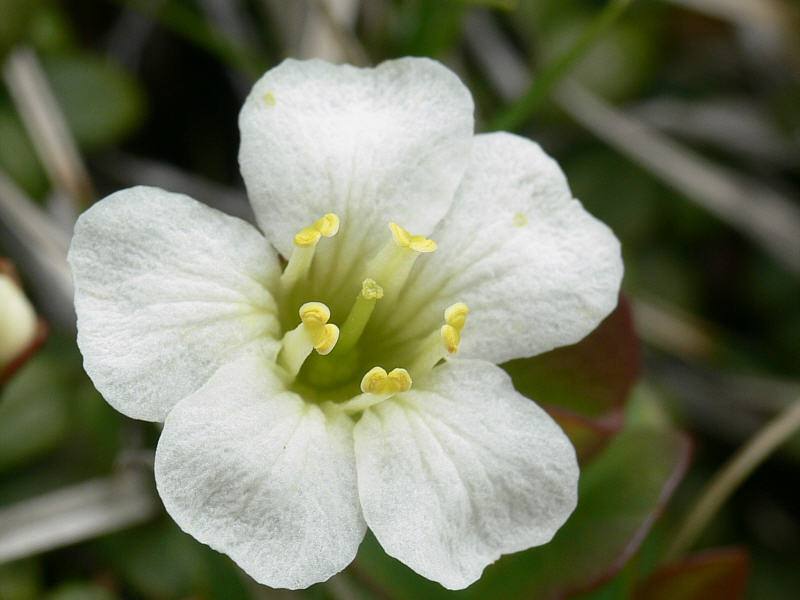 Image of Diapensia obovata specimen.