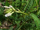 Astragalus demetrii