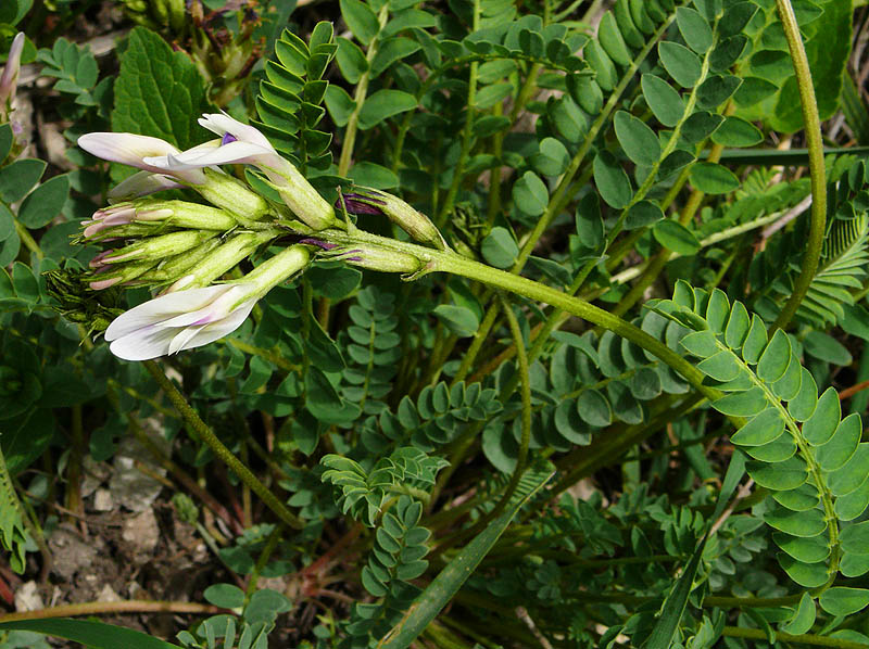 Image of Astragalus demetrii specimen.