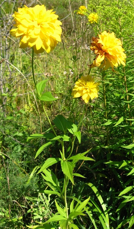 Изображение особи Rudbeckia laciniata var. hortensia.
