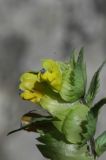 Rhinanthus songaricus