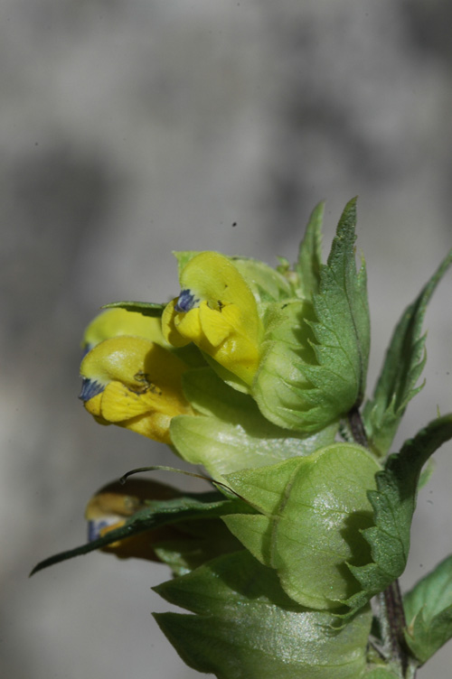 Изображение особи Rhinanthus songaricus.