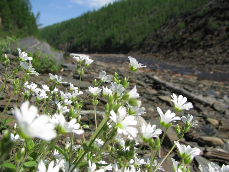 Изображение особи Cerastium subciliatum.