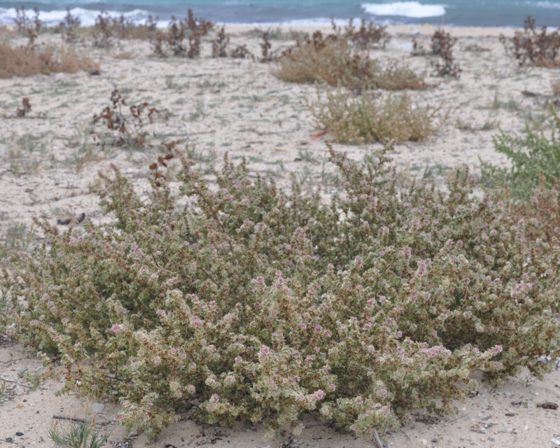 Изображение особи Salsola pontica.