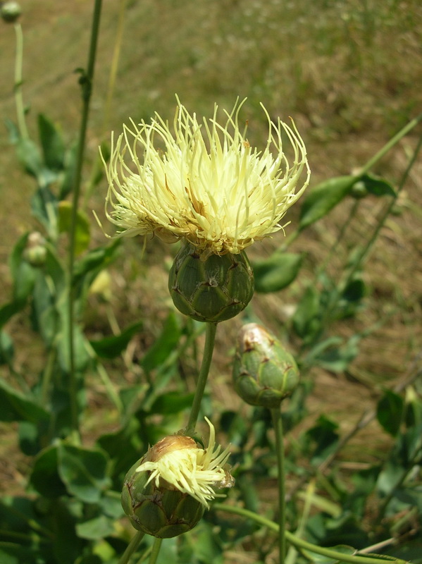 Изображение особи Rhaponticoides turkestanica.