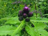 Cirsium helenioides. Верхушка зацветающего растения. Иркутская обл., окр. г. Усть-Кут, руч. Осиновый. 28.06.2009.