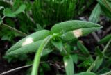 Cerastium holosteoides