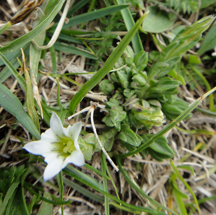 Изображение особи Gentiana aquatica.