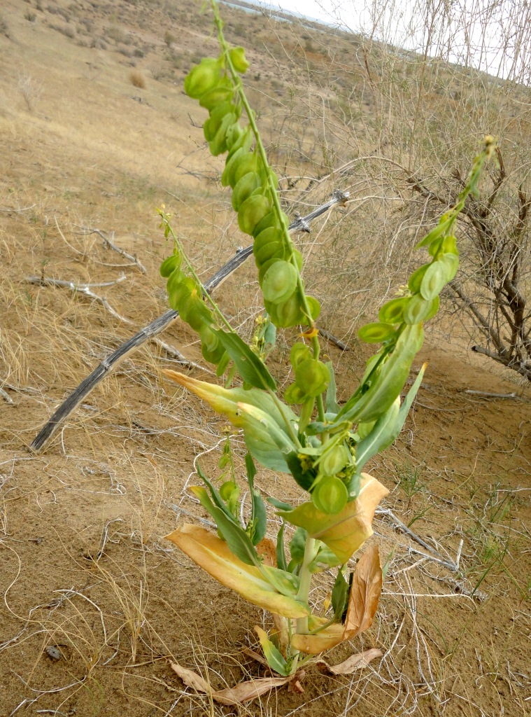 Image of Chartoloma platycarpum specimen.