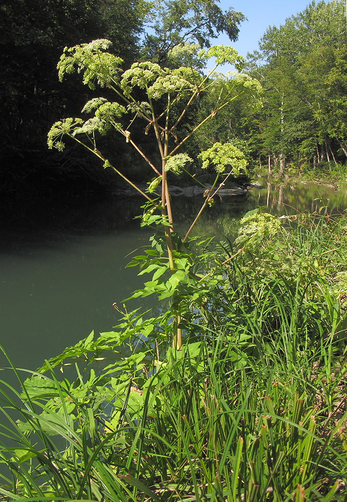 Image of Angelica pachyptera specimen.