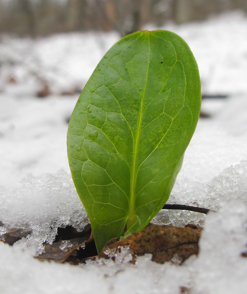 Изображение особи Arum elongatum.