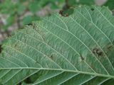 Ulmus glabra