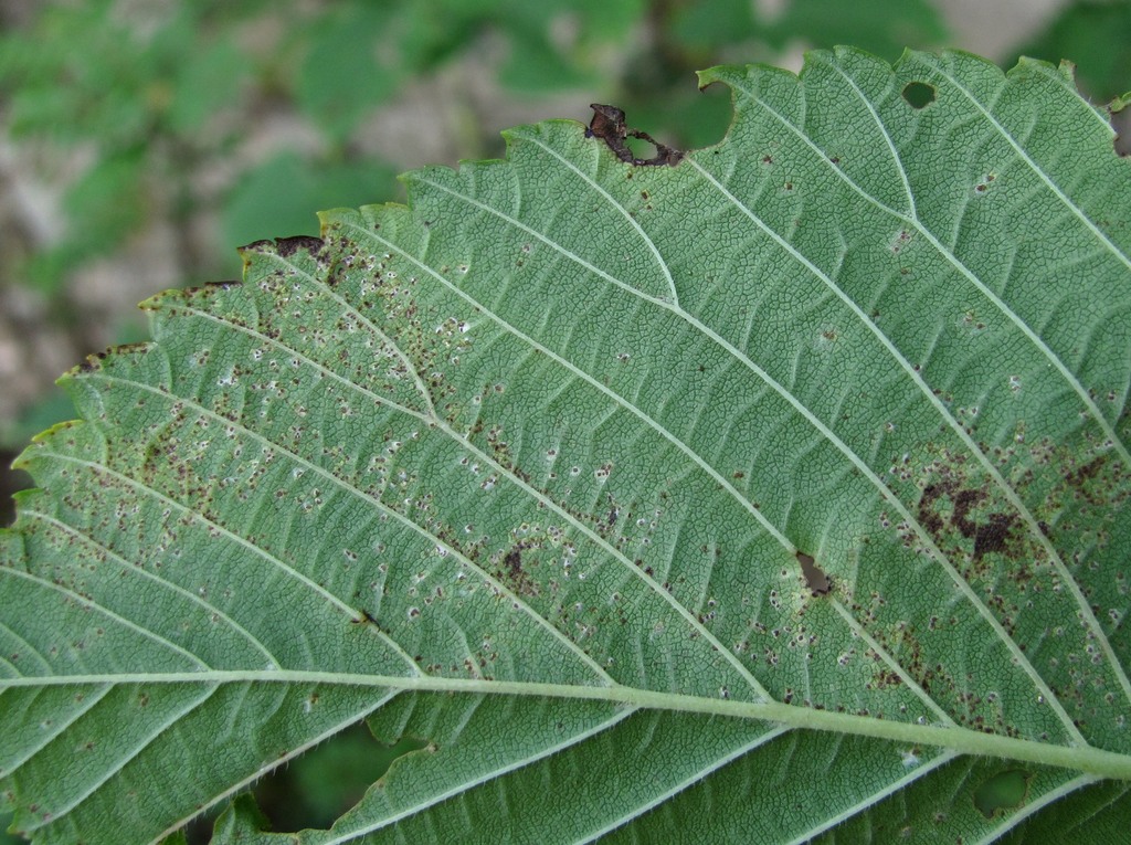 Image of Ulmus glabra specimen.