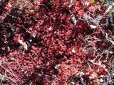 Sphagnum capillifolium