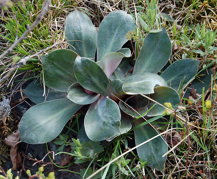 Изображение особи Goniolimon speciosum.