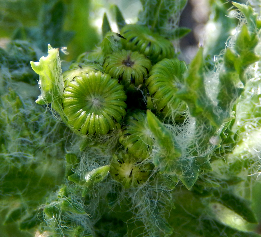 Image of Senecio vernalis specimen.