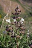 Salvia trautvetteri