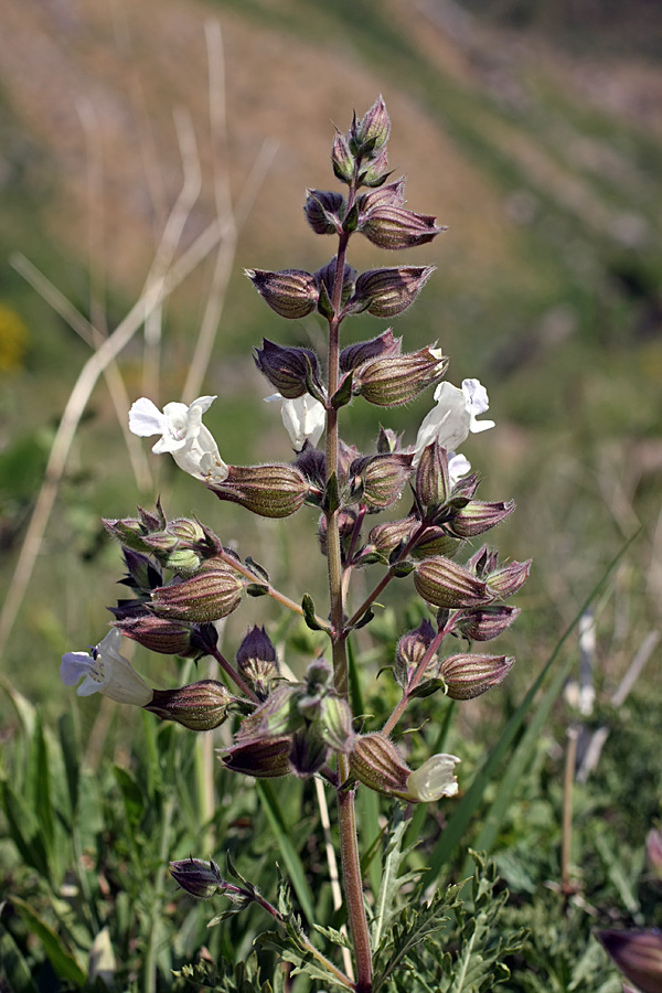 Image of Salvia trautvetteri specimen.