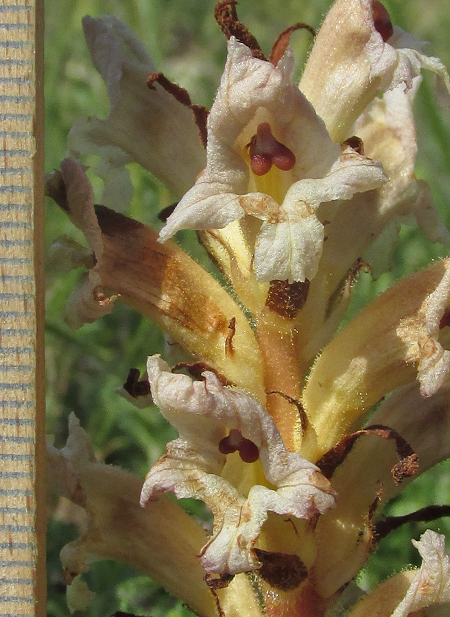 Image of Orobanche lutea specimen.