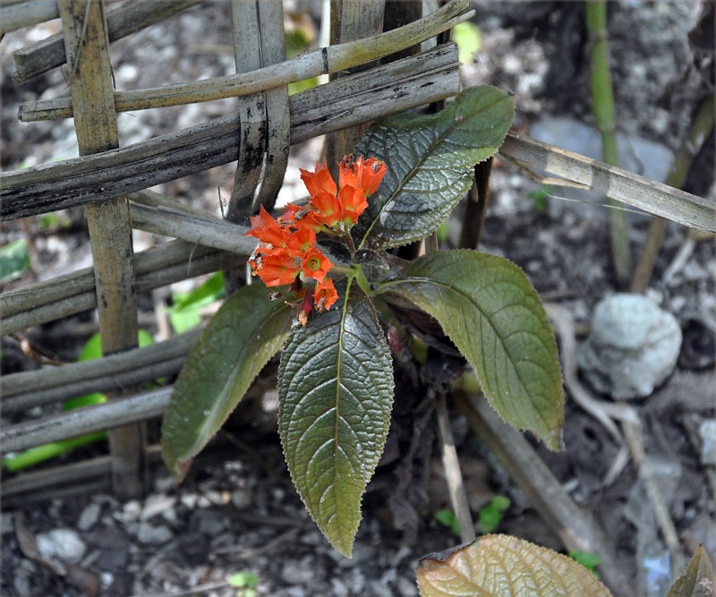 Image of Chrysothemis pulchella specimen.