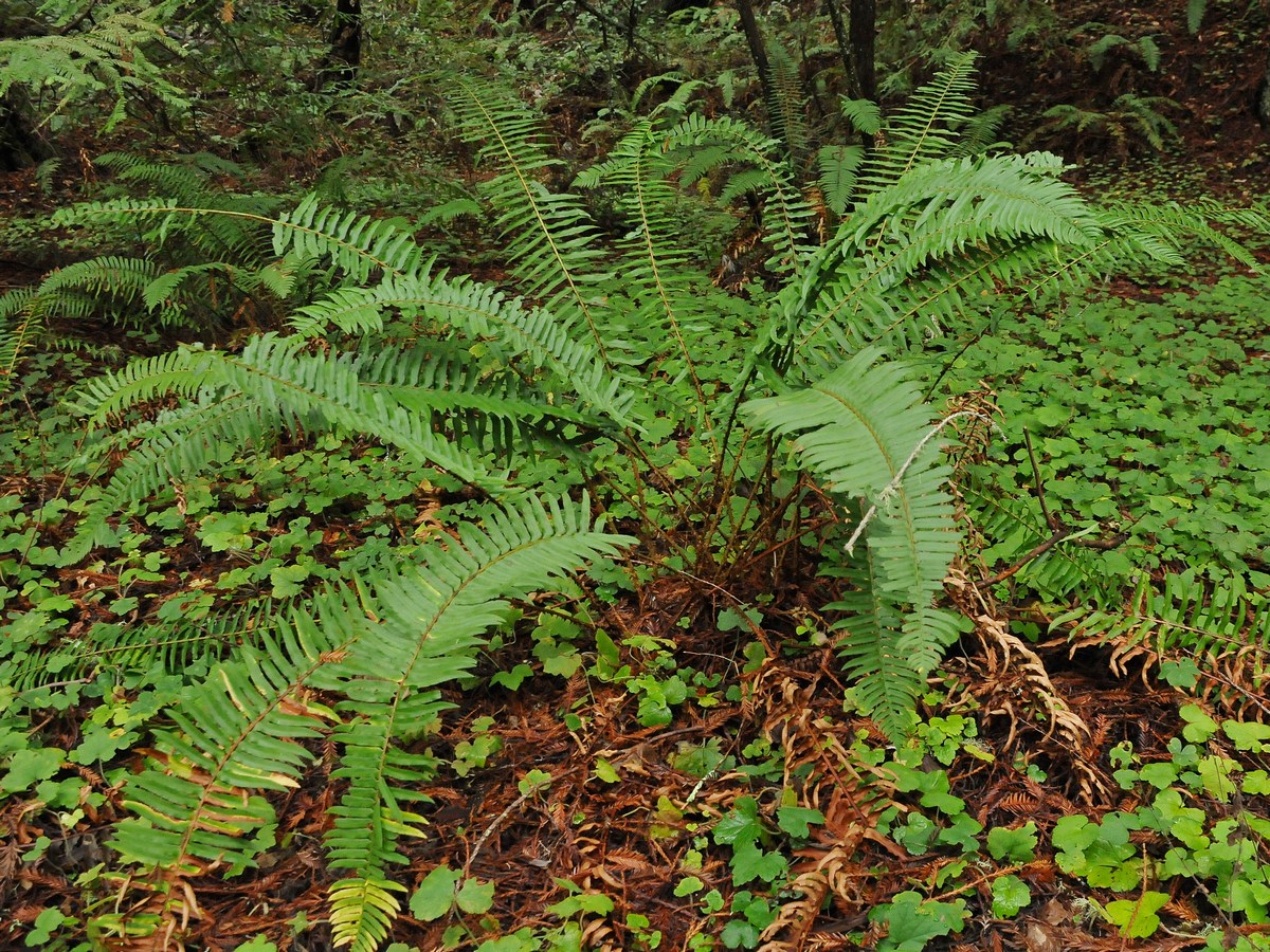 Изображение особи Polystichum munitum.