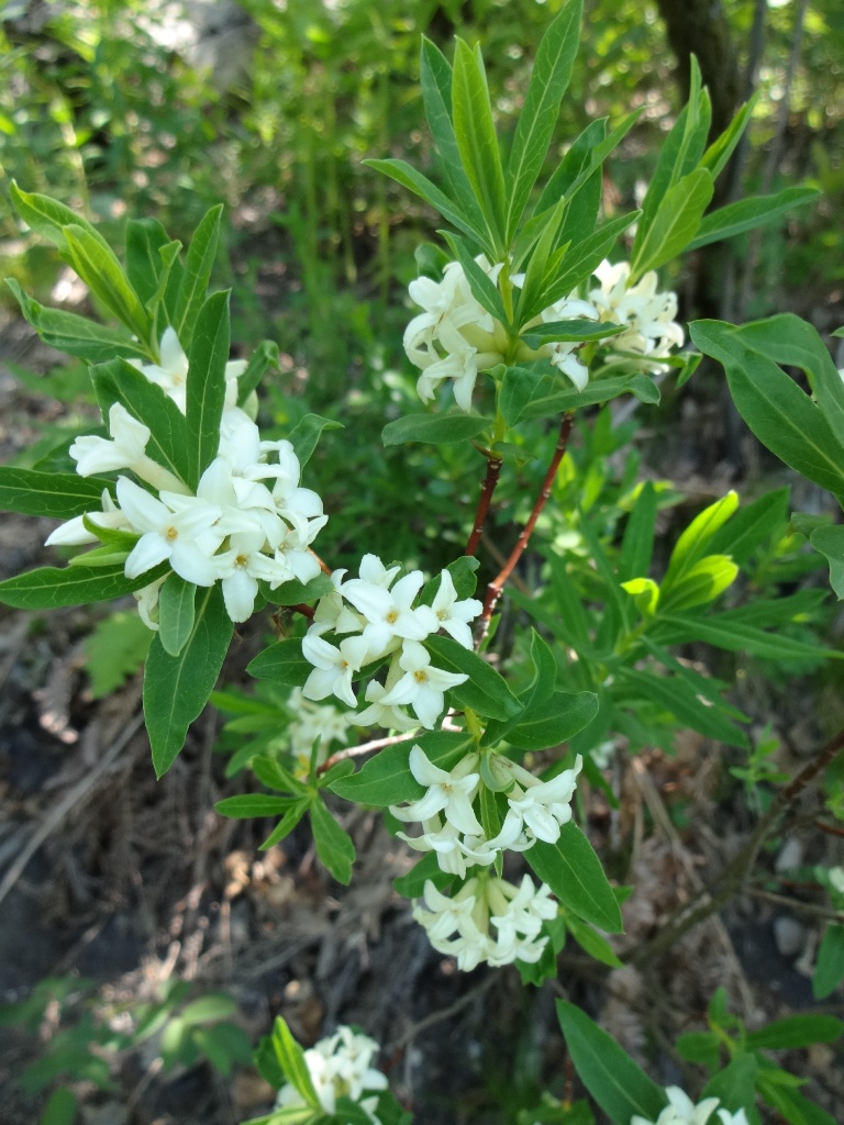 Image of Daphne sophia specimen.