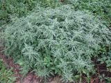 Urtica cannabina