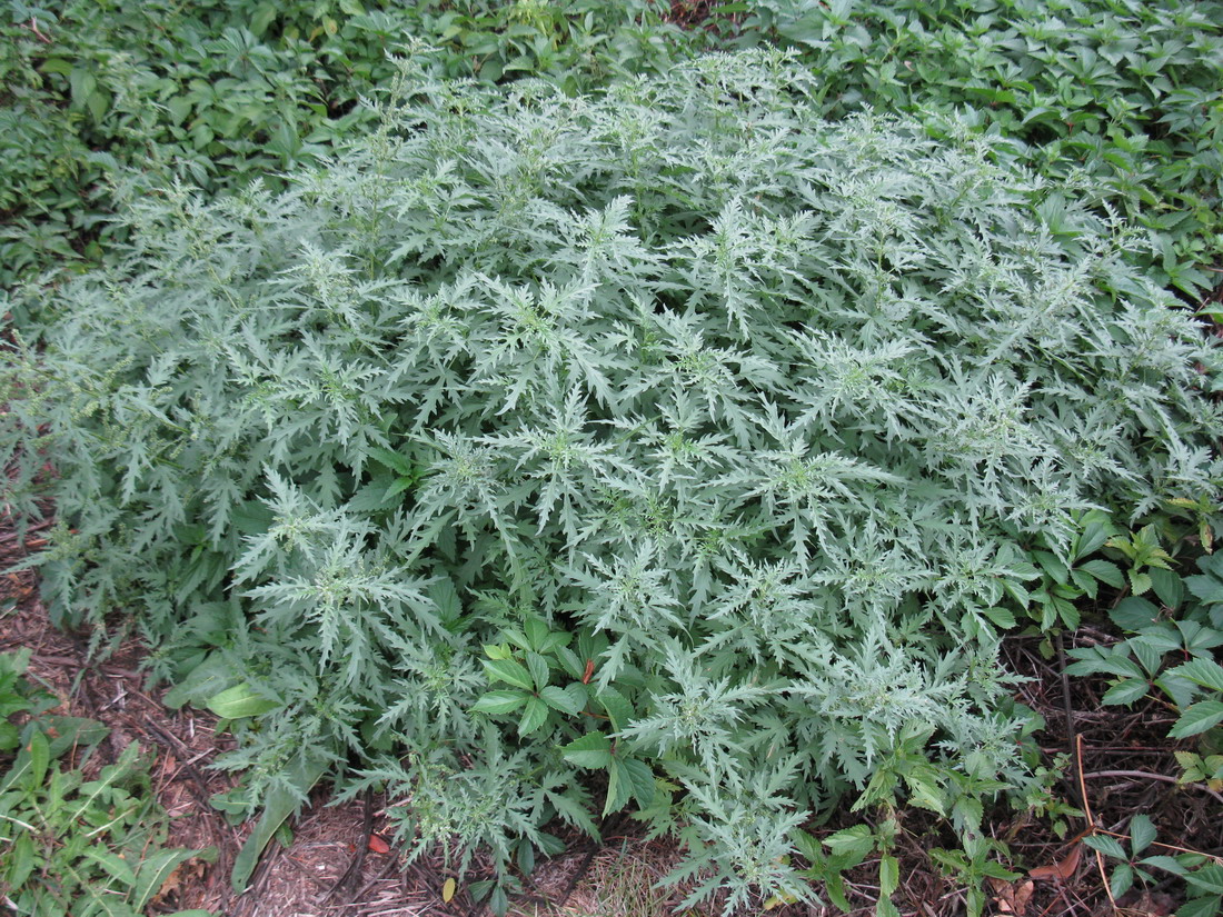 Image of Urtica cannabina specimen.
