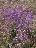 Limonium scoparium