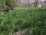 Leucojum aestivum