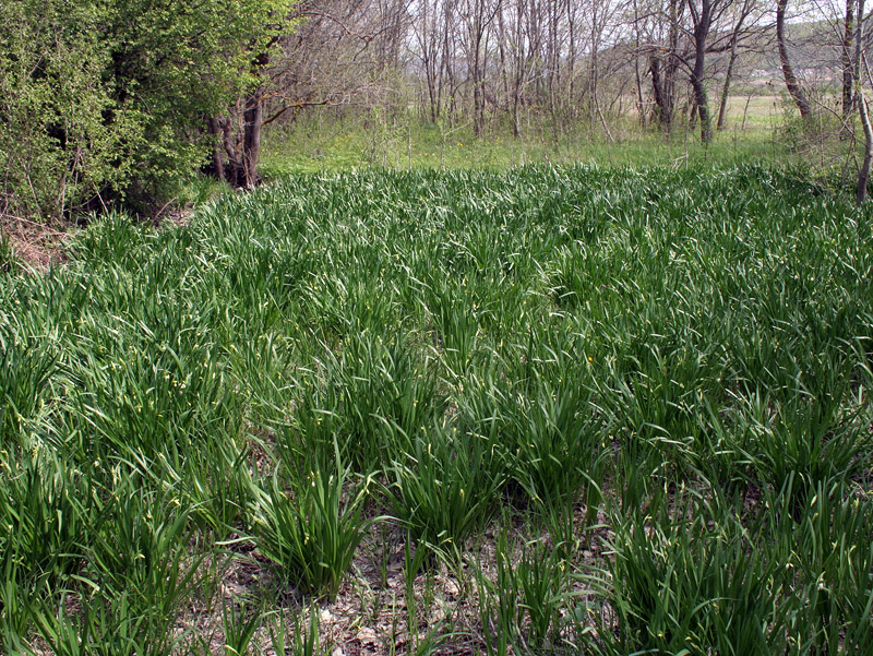 Изображение особи Leucojum aestivum.