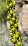 Eremurus fuscus. Часть соплодия. Кыргызстан, Нарынская обл., правый берег долины р. Нарын, ~ 2300м н. у. м., р-н слияния Нарына и М. Нарына. 03.07.2015.