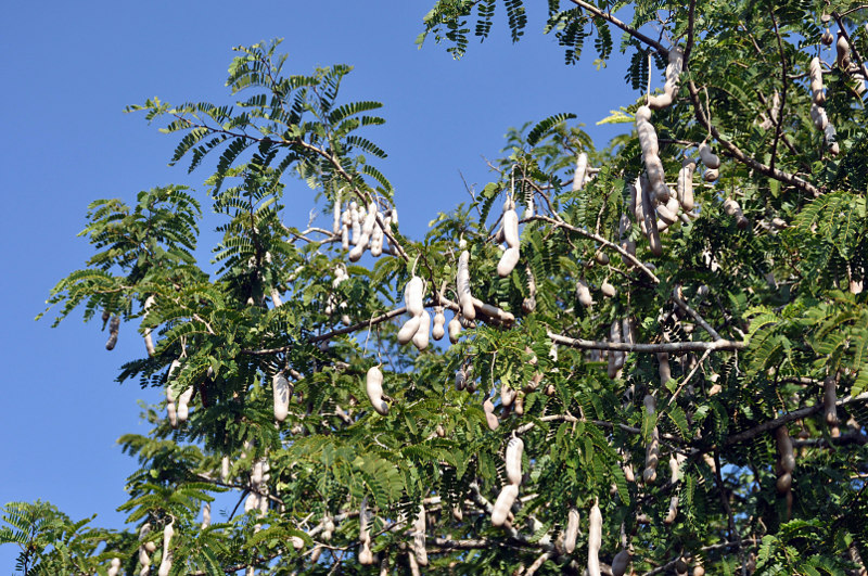 Image of Tamarindus indica specimen.