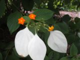 Mussaenda frondosa. Верхушка побега с цветками. Австралия, г. Брисбен, ботанический сад. 20.12.2015.