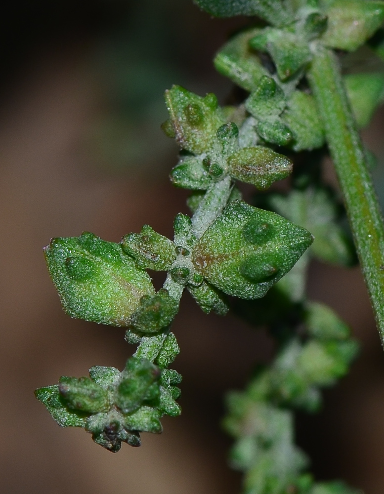 Image of Atriplex davisii specimen.