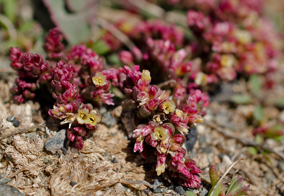 Изображение особи Limonium congestum.