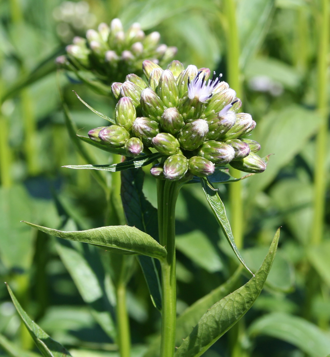 Изображение особи Saussurea latifolia.