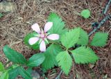 Rubus arcticus. Цветущее растение. Якутия (Саха), Алданский р-н, северная окраина Алдана, тайга. 14.06.2012.