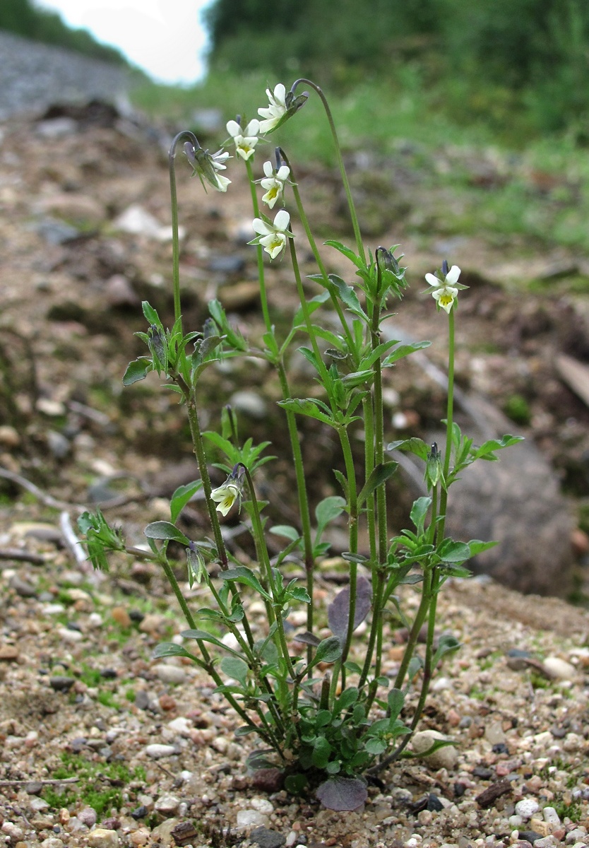 Image of Viola arvensis specimen.