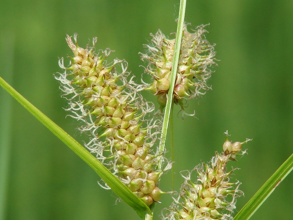 Image of Carex rhynchophysa specimen.
