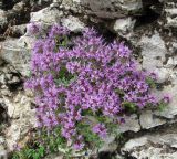 Thymus hirticaulis