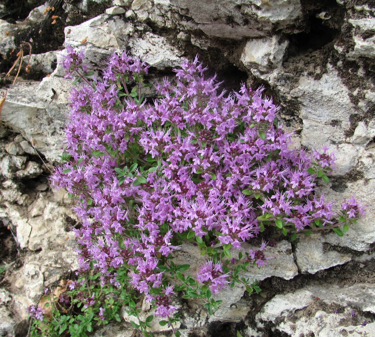 Изображение особи Thymus hirticaulis.