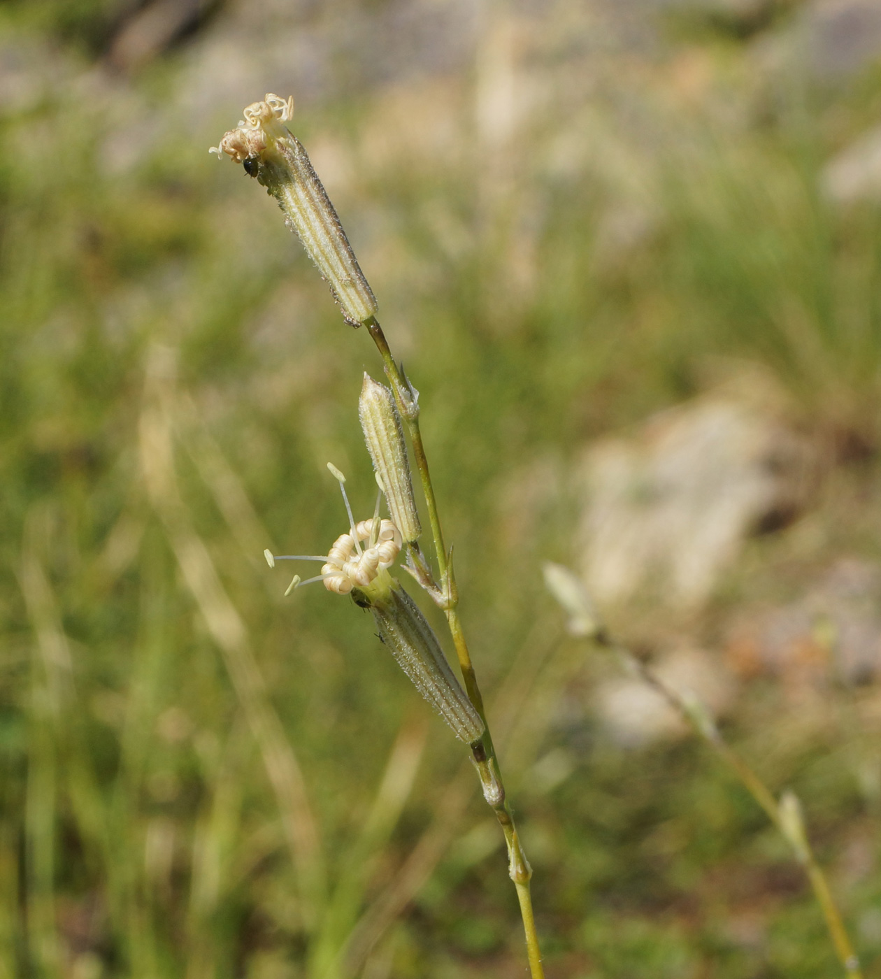 Изображение особи Silene alexandrae.