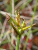 Carex pauciflora. Соцветие. Окр. Архангельска, болото. 16.06.2011.