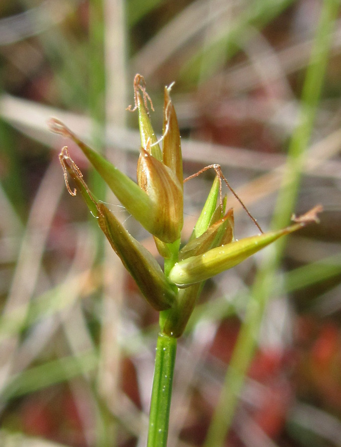 Изображение особи Carex pauciflora.