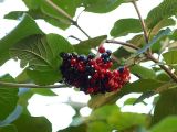 Viburnum lantana. Побег с соплодием. Санкт-Петербург. 12 сентября 2009 г.