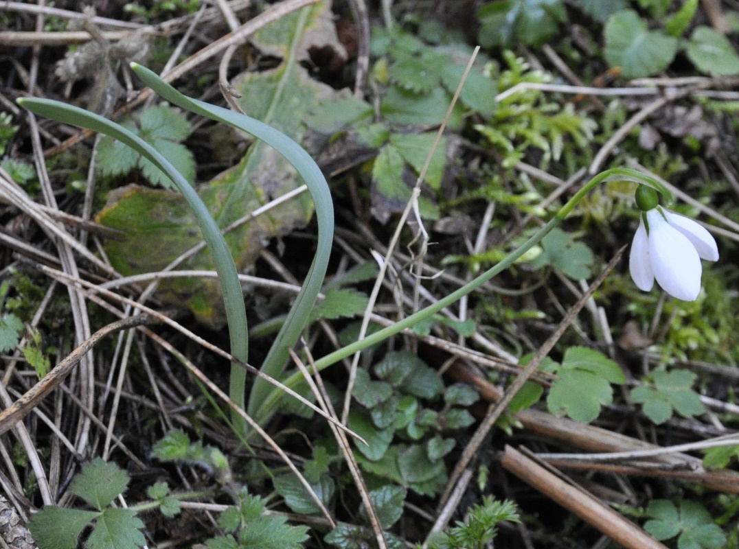 Image of Galanthus elwesii specimen.